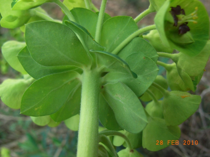 Euphorbia characias